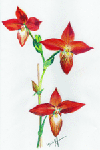 Orchidee